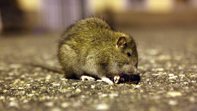 Prvi u svijetu: Kinez se zarazio virusom hepatitisa od štakora
