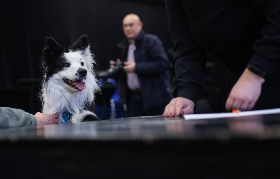 Magdeburg: Border Collie Mexx dobio je ulogu u dje?joj operi