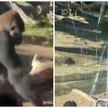 VIDEO Drama u ZOO vrtu: Gorila od 180 kila probila zaštitno staklo! Posjetitelji su bježali