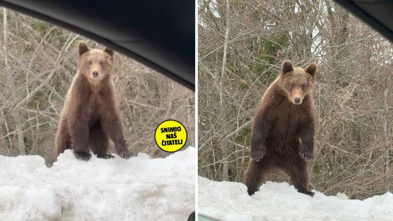 VIDEO Oči u oči s medvjedom u Lici: 'Radoznalo se podignuo na stražnje noge. Nevjerojatno!'