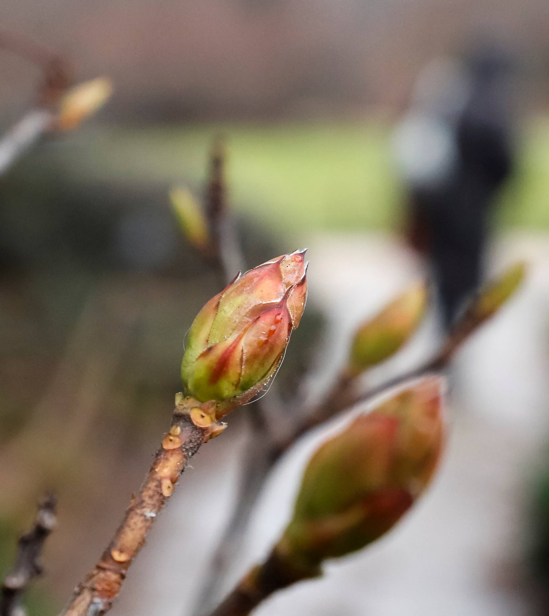 A view shows tree buds in the Apothecary Garden in Moscow