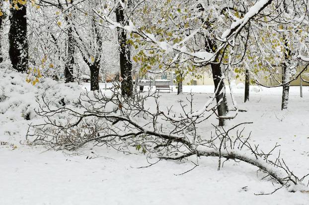 Sisak: Polomljene grane zbog težine snijega