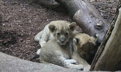 ZOO dobio dva kralja - lavica Nyota okotila laviće blizance