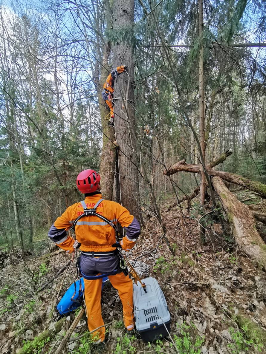 Mačak Pandi proveo je 11 dana na boru: 'Kad smo došli do njega, samo je skočio dolje...'
