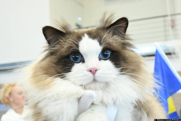 Otvorena revijalna izložba mačaka u Sisku 