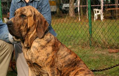 Fila brasiliero - brazilski pas: Pasmina koja nije za svakoga!