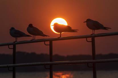 Galebovi uživaju na plažama upujajući posljednje zrake današnjeg sunca