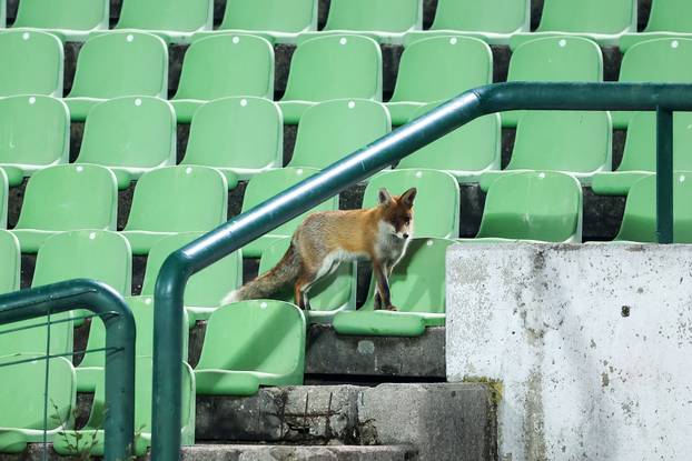 Sarajevo: Lisice pratile trening nogometaša BiH na stadionu Koševo