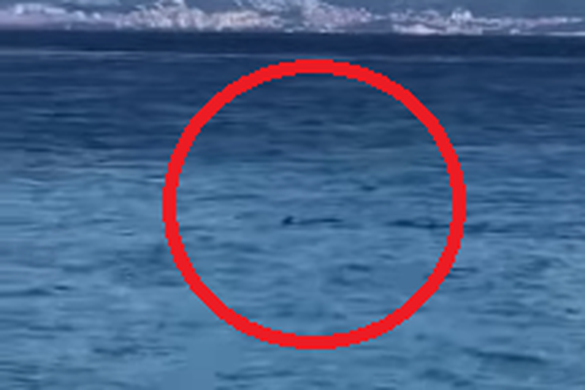 Pogledajte video: Blizu Brača snimila je peraju morskog psa?
