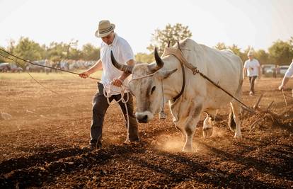 Slave već 35 godina tradicije: Dođite na Jakovlju u Kanfanar!