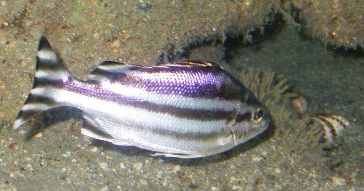 Ulovili novu vrstu tropske ribe u Jadranskome moru | 24sata