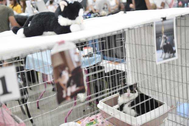 Zagreb: Međunarodna izlozba mačaka privukla brojne posjetitelje u Family Mall