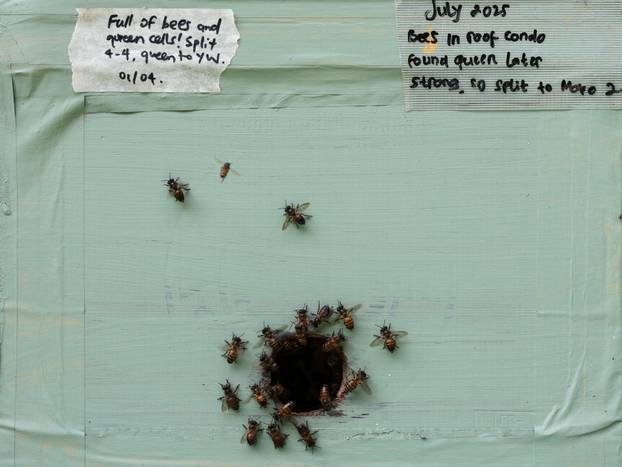 Bees fly out of a bee hive at bee rescuer Clarence Chua’s apiary in Singapore
