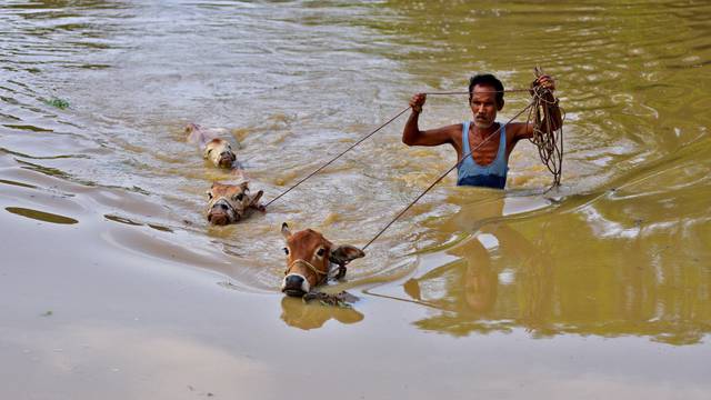 A flood-affected man moves his cattle to safer place through a flooded field after heavy rains in Nagaon district
