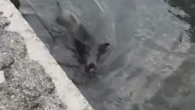 VIDEO Divlja svinja skočila u more kako bi pobjegla lovcima. U pomoć su joj uskočili ribari...