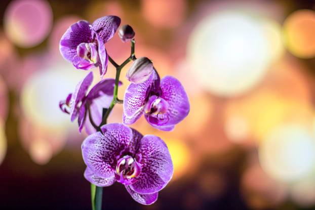 Orchid with background lights