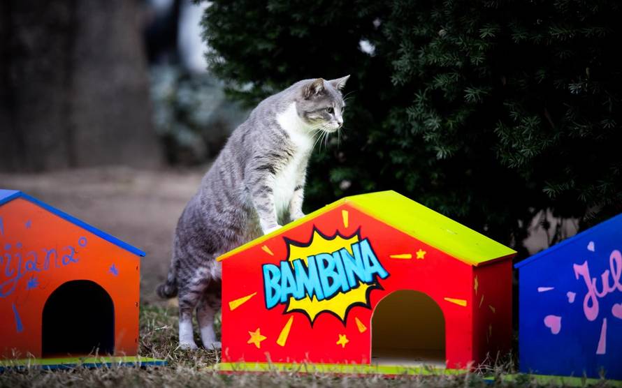 Dom za mace s kazalisne pjace