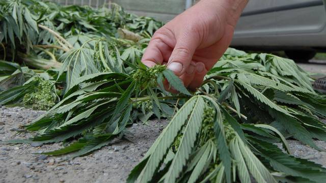 Granična policija je u Grudama pronašla plantažu marihuane