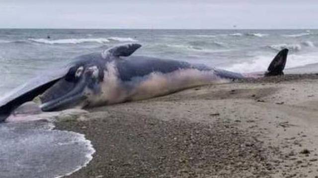 Pronašli leš nasukanog kita: 'Nemojte mu  se približavati'