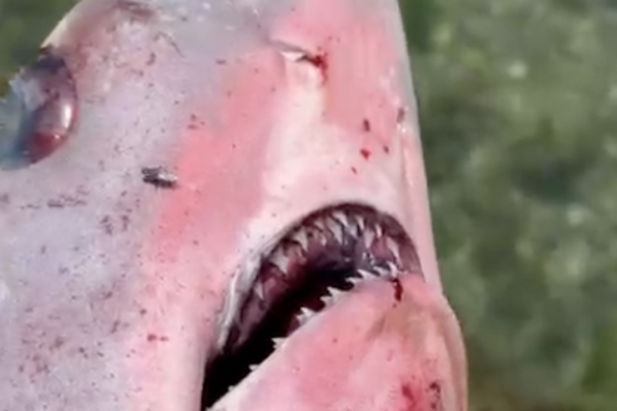 Ribar slu&ccaron;ajno ulovio morskog psa lisicu