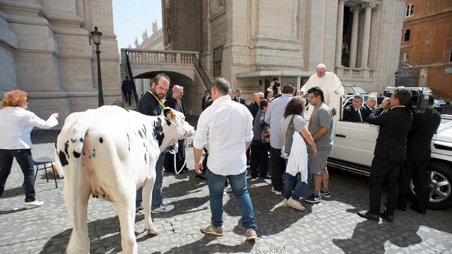 Pope Francis is presented with a cow before the general audience in Saint Peter's Square