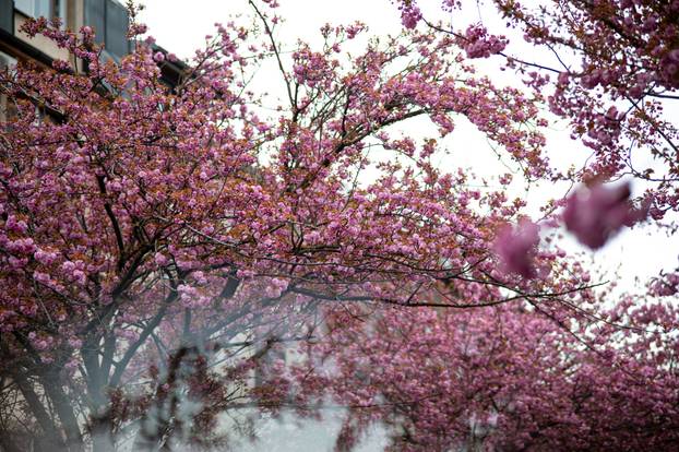24sata Zagreb: Japanske trešnje u Ulici Bogoslava Šuleka