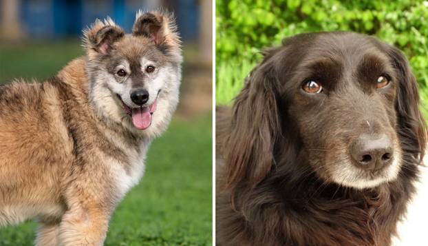 FOTO Ove predivne njuške traže dom: Pružite im priliku za sreću!