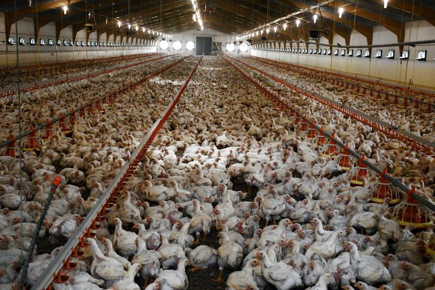 Slavonski Kobaš: Farme za uzgoj peradi Jozić povukle su znatna sredstva iz EU