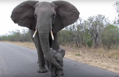 Ljubav mamina: Slonica hrabro štiti mladunče od stranaca