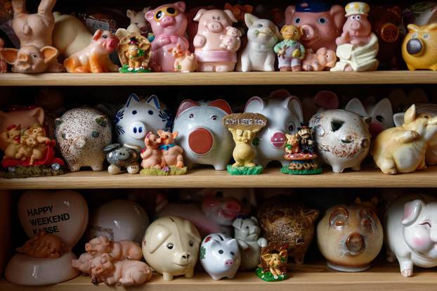 Cologne seeks buyer for pig collection