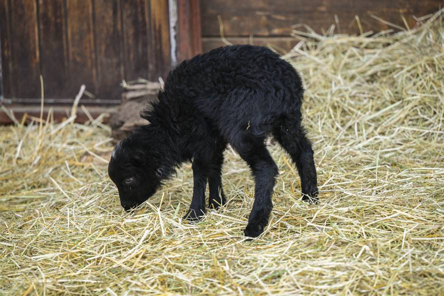 24sata Zagreb: Rodilište u Zoološkom vrtu