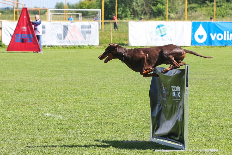 Međunarodna izložba natjecanje dobermana u Kurilovcu