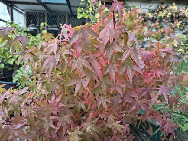FOTO Zoran je na krovu zgrade u Zagrebu napravio zelenu oazu: 'Tu sadimo biljke, družimo se...'