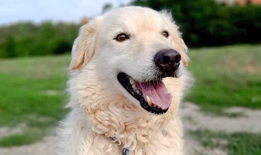 Znanost potvrđuje: Pas doista može osjetiti kako se osjećate