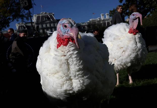 U.S. President Biden pardons the Thanksgiving Turkeys during the annual ceremony at the White House in Washington, U.S.