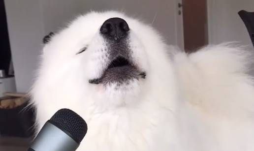 Zvijezda Instagrama: Samojed Ghost 'skida' Whitney Houston