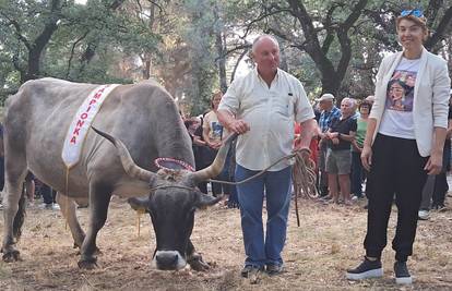 Ovo je Viola, istarska misica! Oduševila je sve na izložbi: 'Jedno njeno tele košta 2000 €'