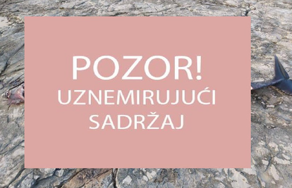 Puljani naletjeli na izbodenog delfina:  'Ležao je u lokvi krvi'