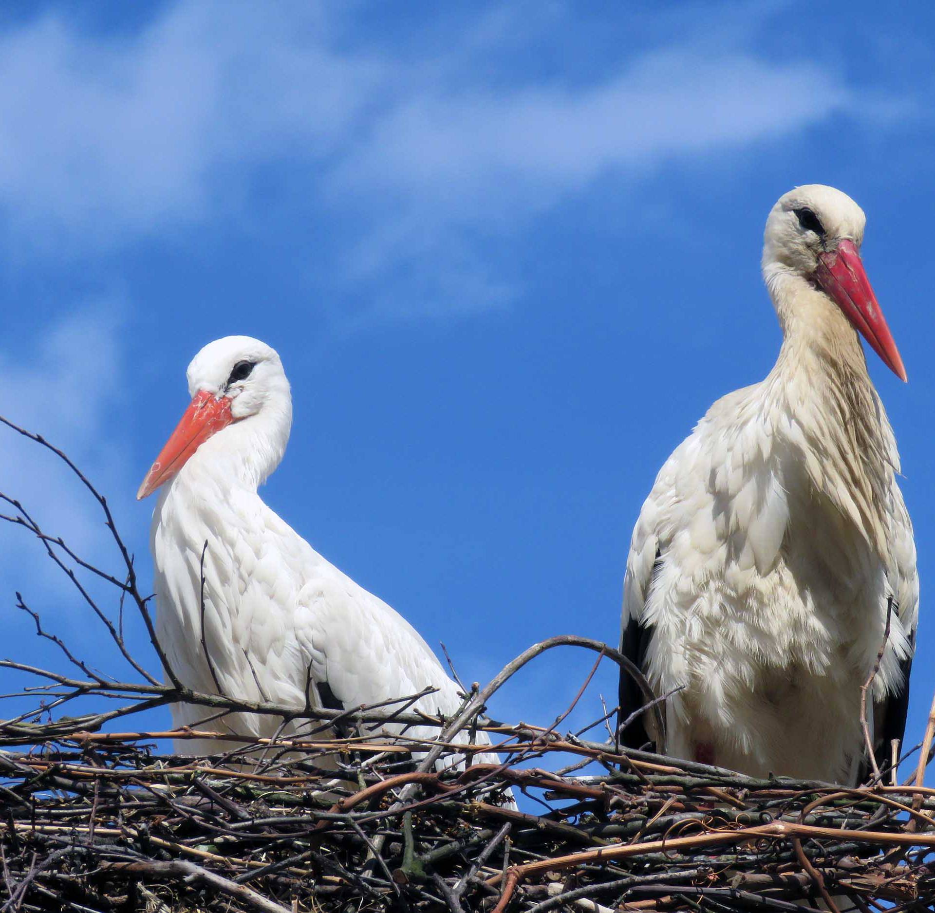 Najpoznatiji ptičji par očekuje prinovu: Grade si i vikendicu