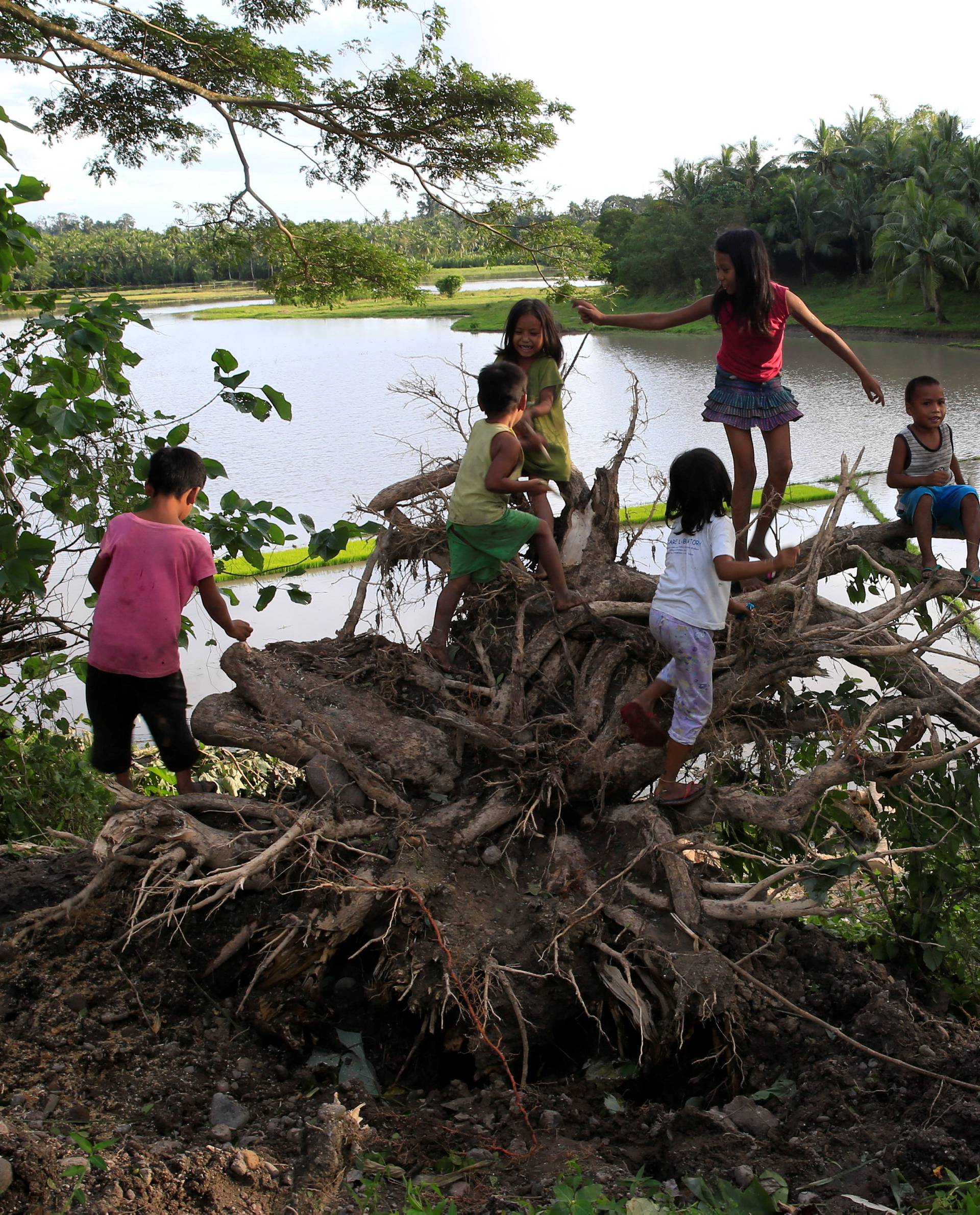 Childrens play at a tree uprooted by strong winds brought by Typhoon Nock-ten which cut through Camarines Sur, Bicol region