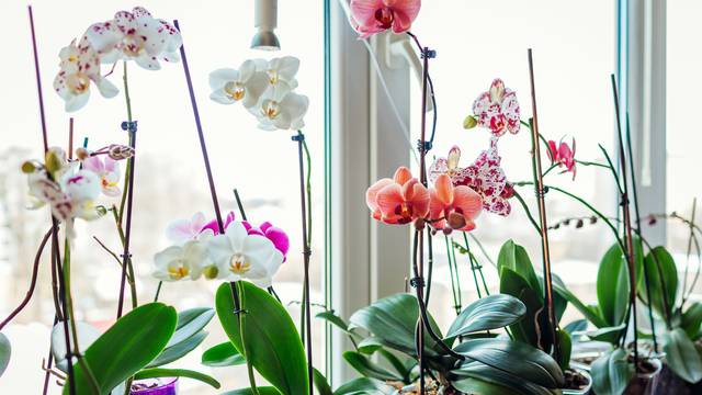 Volite orhideje, ali se ne znate brinuti za njih? Ovo su osnovni uvjeti koje trebaju za razvoj