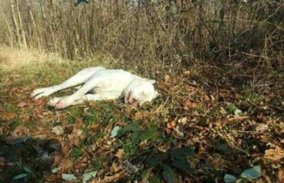Bio s vlasnikom u šetnji: Lovac ubio psa u šumi kod Đurđevca