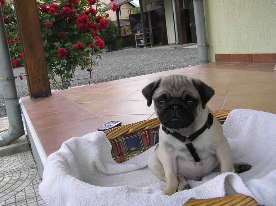 24ljubimci/Fotografije čitatelja