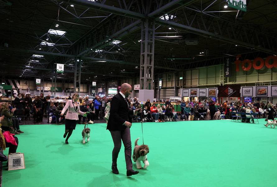A dog owner competes with his Lagotto Romagnolo on the first day of the Crufts dog show in Birmingham