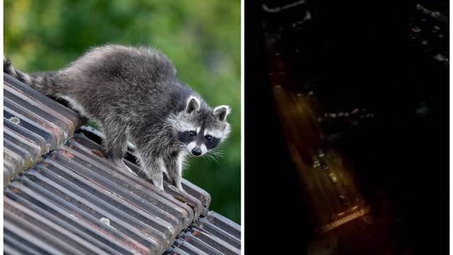 VIDEO Panika u Torontu: Rakun 'isključio' struju tisućama ljudi