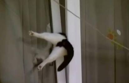 Mačka zapela u prozoru, spasio ju slučajni prolaznik