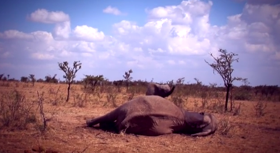 Priča koja slama srce: Majku su joj upucali, ona ostala uz truplo