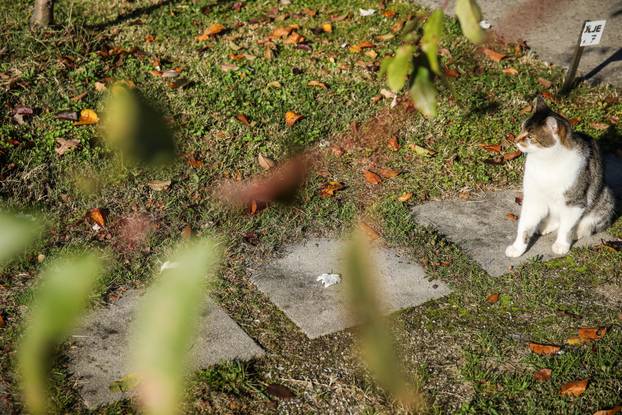Zagreb: Groblje kućnih ljubimaca u Dumovcu obišao je jedino jedan mačak