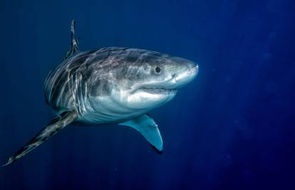 Mitovi o morskim psima: Što treba napraviti kada napadnu?