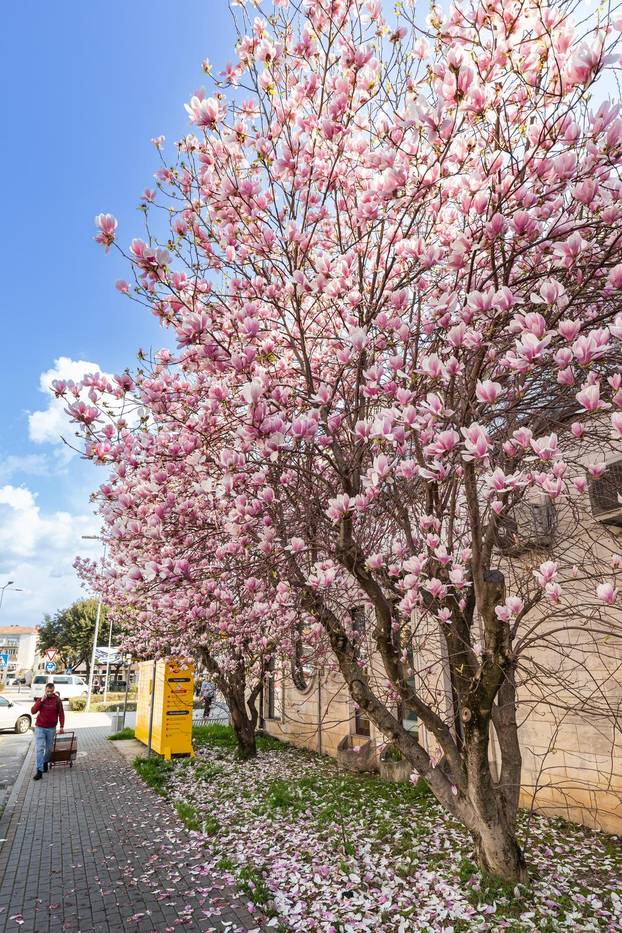 Magnolije u cvatu u Opuzenu
